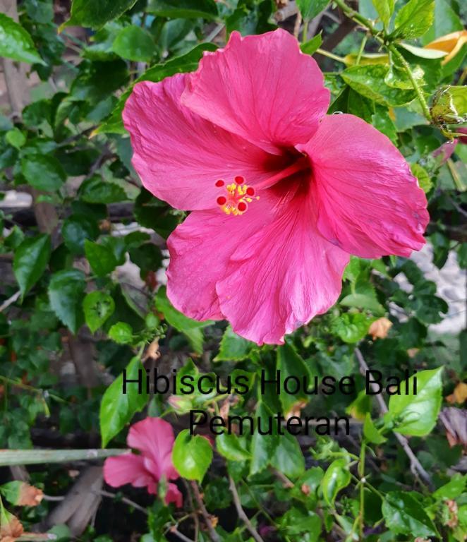 Hibiscus House Pemuteran Bali Hotel ภายนอก รูปภาพ